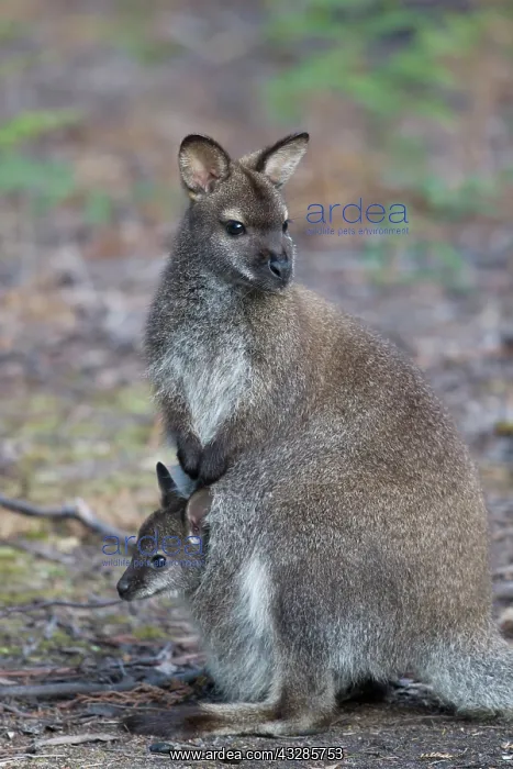 : 80201061 Bennett's Wallaby - female with joey in : 80201061 Bennett's Wallaby - female with joey in