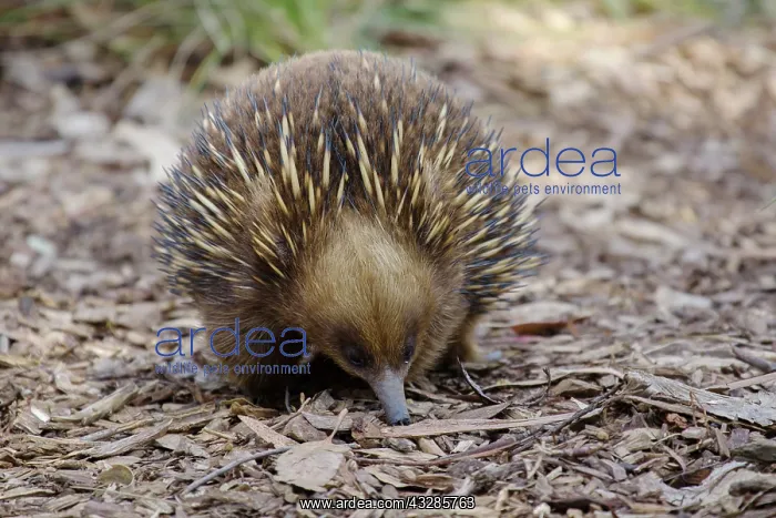 : 80201062 Short-beaked Echidna - foraging for food : 80201062 Short-beaked Echidna - foraging for food