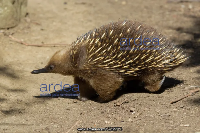 : 80201063 Short-beaked Echidna - foraging for food : 80201063 Short-beaked Echidna - foraging for food