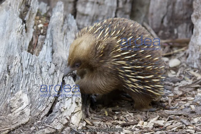 : 80201064 Short-beaked Echidna - foraging for food : 80201064 Short-beaked Echidna - foraging for food