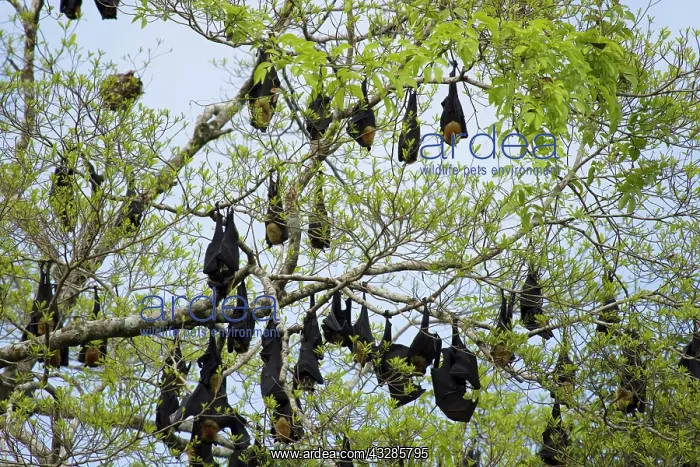 : 80201065 Spectacled Fruit Bat - daytime roost along : 80201065 Spectacled Fruit Bat - daytime roost along