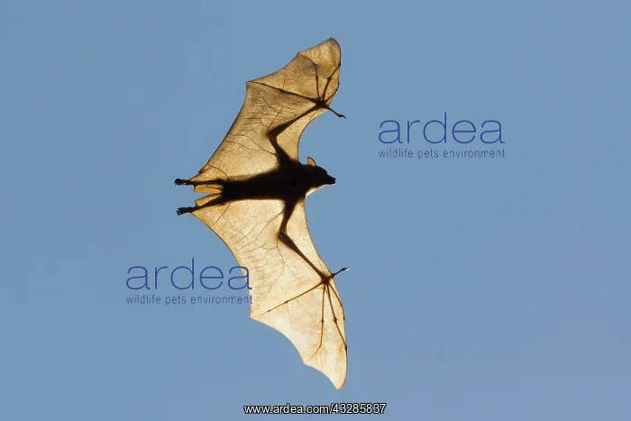 : 80201069 Black Fruit Bat - backlit in flight Kakadu : 80201069 Black Fruit Bat - backlit in flight Kakadu