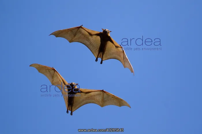 : 80201070 Black Fruit Bat - in flight Kakadu National : 80201070 Black Fruit Bat - in flight Kakadu National