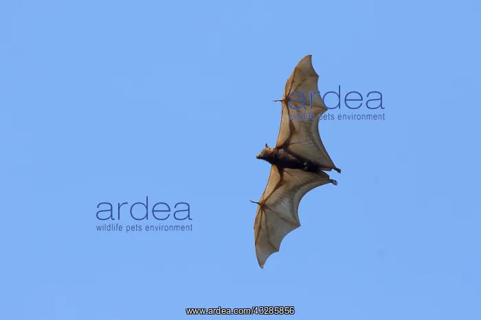 : 80201071 Black Fruit Bat - in flight Kakadu National : 80201071 Black Fruit Bat - in flight Kakadu National