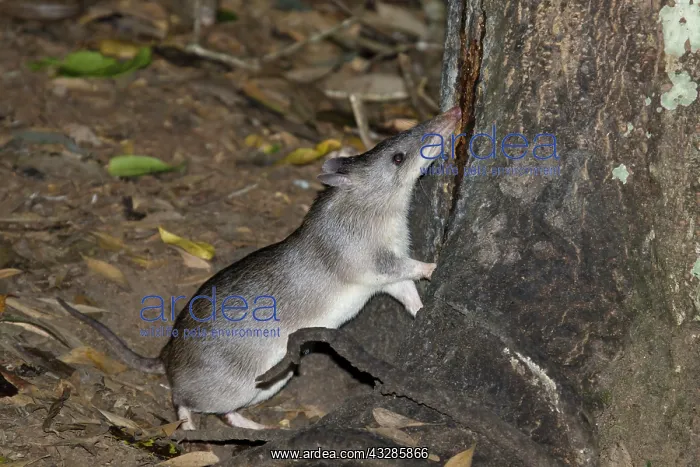 : 80201072 Long-nosed Bandicoot Atherton Tablelands : 80201072 Long-nosed Bandicoot Atherton Tablelands