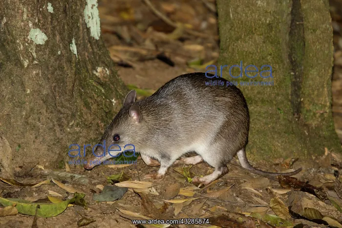 : 80201073 Long-nosed Bandicoot Atherton Tablelands : 80201073 Long-nosed Bandicoot Atherton Tablelands