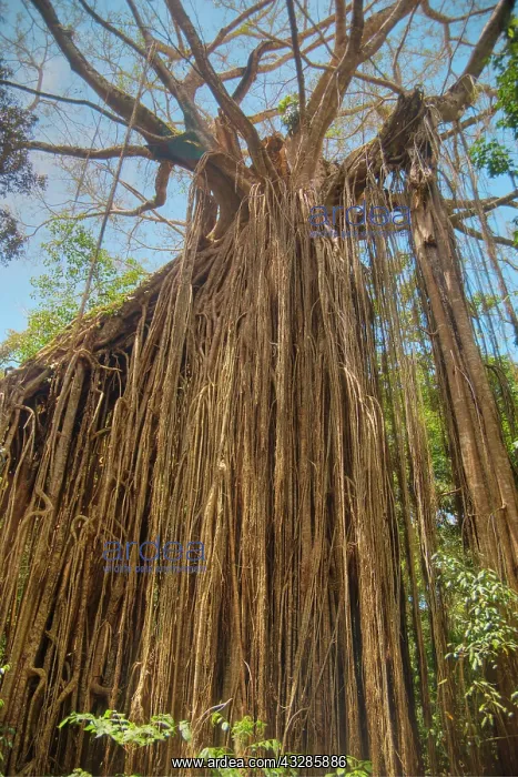 : 80201074 Curtain Fig Tree Atherton Tablelands, Queensland : 80201074 Curtain Fig Tree Atherton Tablelands, Queensland