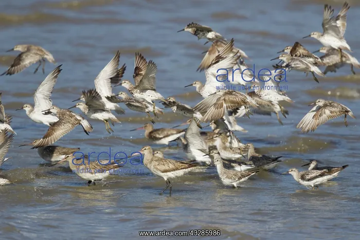 : 80201084 Great Knot - flock at high tide with other : 80201084 Great Knot - flock at high tide with other