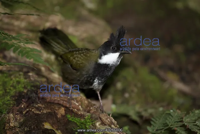 : 80201086 Eastern Whipbird - foraging on rainforest : 80201086 Eastern Whipbird - foraging on rainforest
