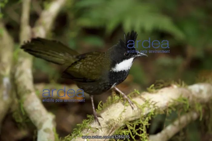 : 80201087 Eastern Whipbird - foraging on rainforest : 80201087 Eastern Whipbird - foraging on rainforest