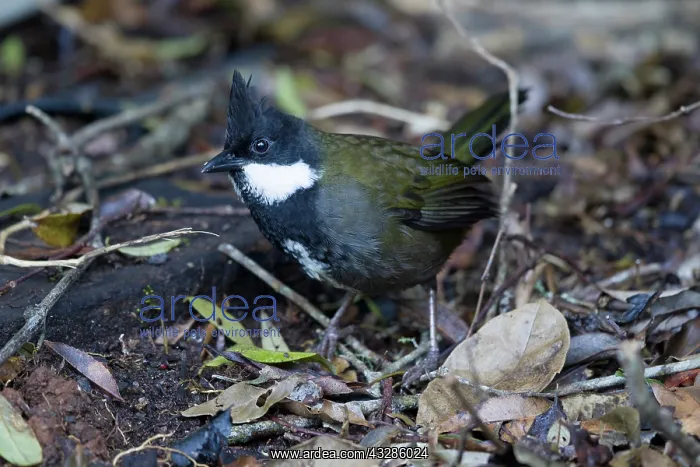 : 80201088 Eastern Whipbird - foraging on rainforest : 80201088 Eastern Whipbird - foraging on rainforest
