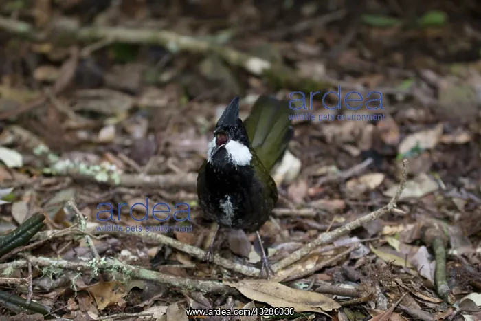 : 80201089 Eastern Whipbird - calling Lamington National : 80201089 Eastern Whipbird - calling Lamington National