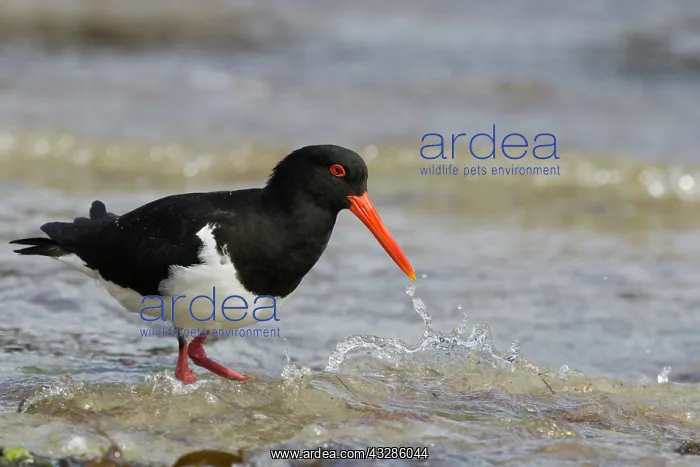 : 80201090 Pied Oystercatcher - foraging along shoreline : 80201090 Pied Oystercatcher - foraging along shoreline
