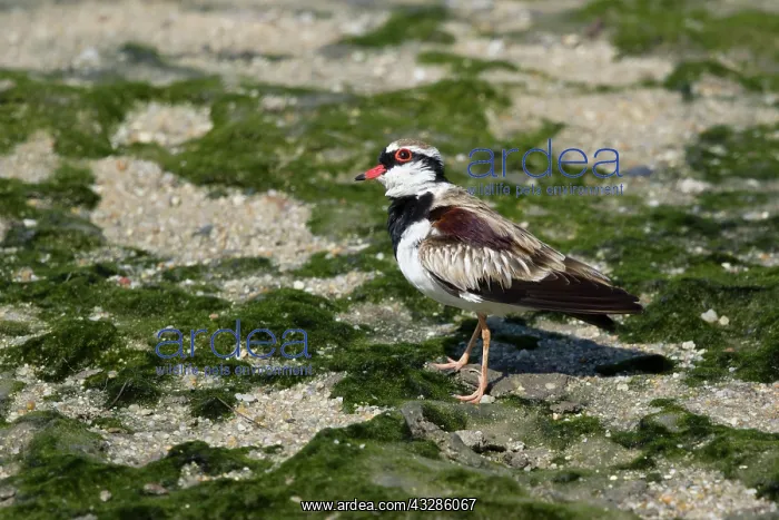 : 80201092 Black-fronted Dotterel Cairns, Queensland : 80201092 Black-fronted Dotterel Cairns, Queensland