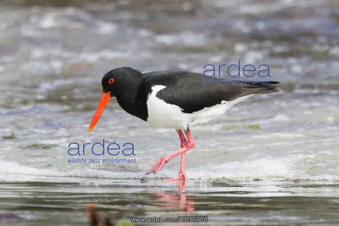 : 80201093 Pied Oystercatcher - foraging along shoreline : 80201093 Pied Oystercatcher - foraging along shoreline