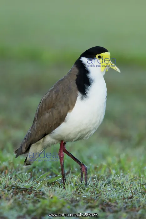 : 80201094 Masked Lapwing - with early morning dew : 80201094 Masked Lapwing - with early morning dew