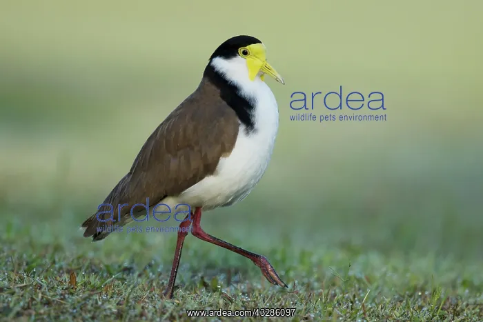 : 80201095 Masked Lapwing - with early morning dew : 80201095 Masked Lapwing - with early morning dew