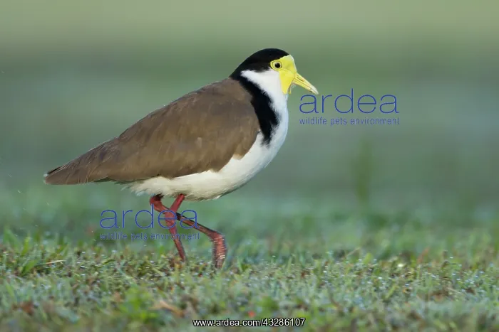: 80201096 Masked Lapwing - with early morning dew : 80201096 Masked Lapwing - with early morning dew