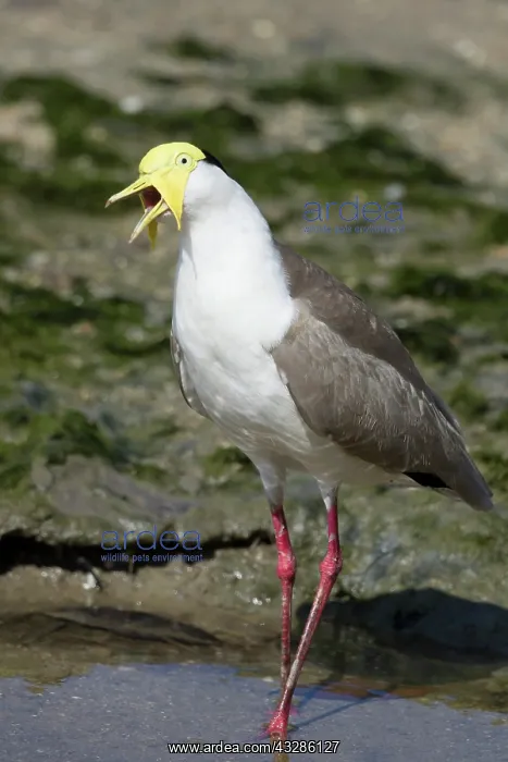 : 80201098 Masked Lapwing - foraging on shoreline : 80201098 Masked Lapwing - foraging on shoreline