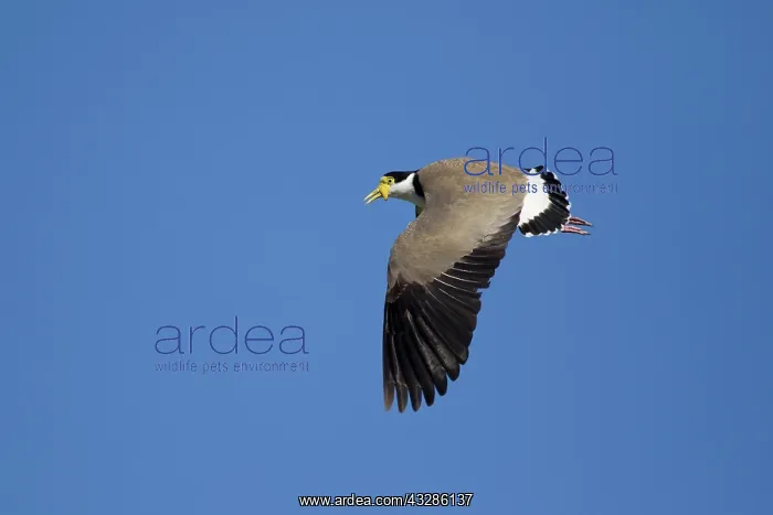 : 80201099 Masked Lapwing - in flight Bruny Island : 80201099 Masked Lapwing - in flight Bruny Island