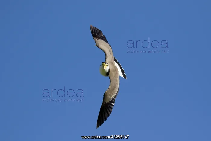  : 80201100 Masked Lapwing - in flight Bruny Island