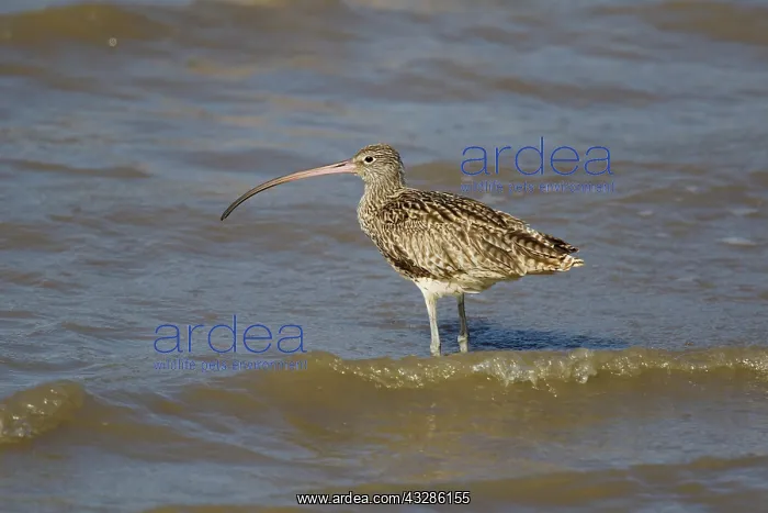 : 80201101 Eastern Curlew Cairns, Queensland, Australia : 80201101 Eastern Curlew Cairns, Queensland, Australia