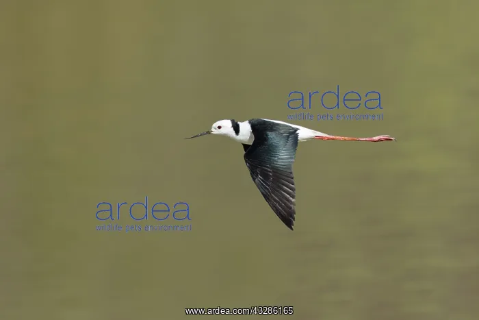 : 80201102 Black-winged Stilt - in flight Atherton : 80201102 Black-winged Stilt - in flight Atherton