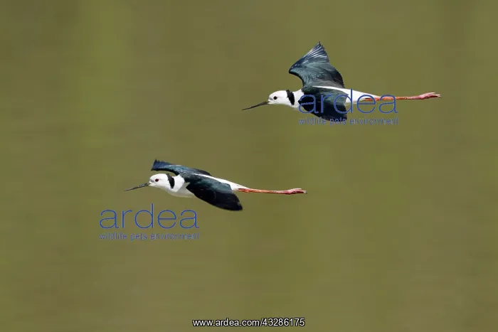 : 80201103 Black-winged Stilt - in flight Atherton : 80201103 Black-winged Stilt - in flight Atherton