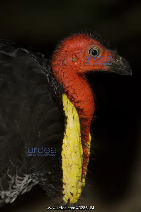 : 80201104 Australian Brush-turkey - head and neck : 80201104 Australian Brush-turkey - head and neck