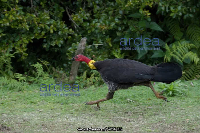 : 80201105 Australian Brush-turkey - male running : 80201105 Australian Brush-turkey - male running