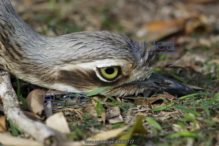 : 80201108 Bush Stone-curlew - relying on camouflage : 80201108 Bush Stone-curlew - relying on camouflage