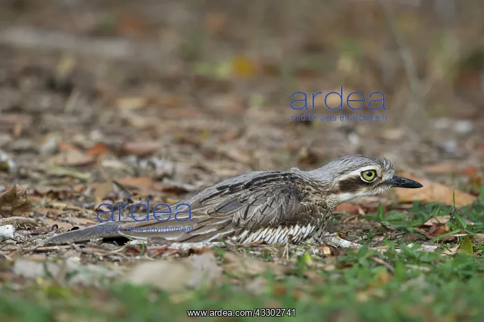  : 80201109 Bush Stone-curlew - relying on camouflage