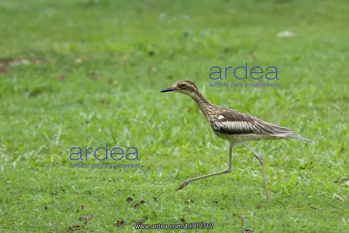 : 80201110 Bush Stone-curlew - running Atherton Tablelands : 80201110 Bush Stone-curlew - running Atherton Tablelands