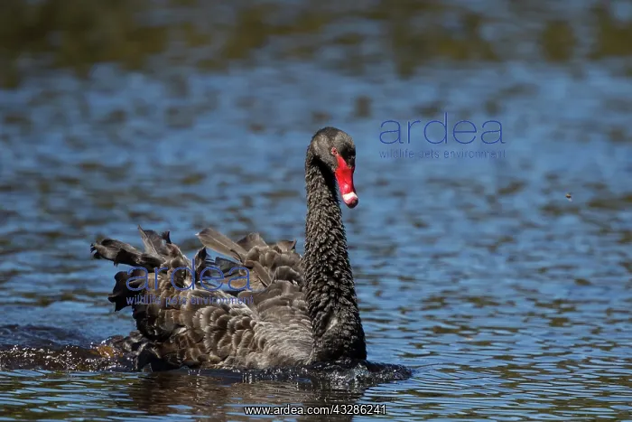 : 80201113 Black Swan - swimming fast in agressive : 80201113 Black Swan - swimming fast in agressive
