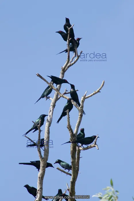 : 80201115 Metallic Starling - flock Daintree, Queensland : 80201115 Metallic Starling - flock Daintree, Queensland