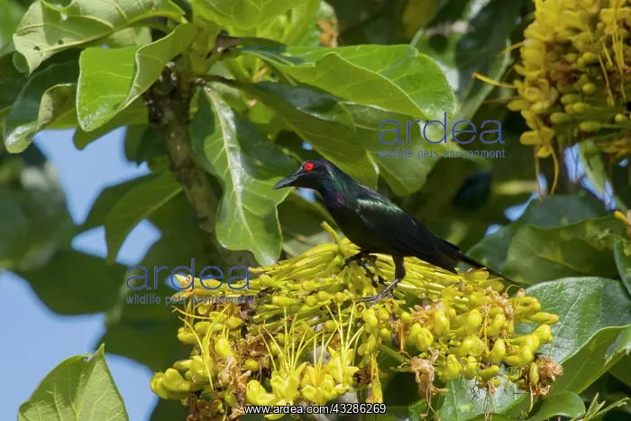 : 80201116 Metallic Starling - feeding on tree flowers : 80201116 Metallic Starling - feeding on tree flowers