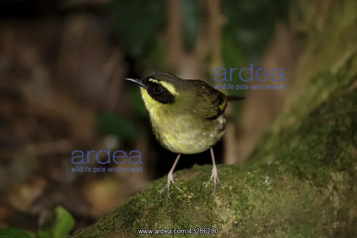 : 80201117 Yellow-throated Scrubwren Lamington National : 80201117 Yellow-throated Scrubwren Lamington National