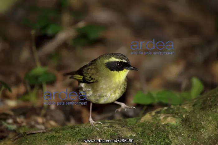 : 80201118 Yellow-throated Scrubwren Lamington National : 80201118 Yellow-throated Scrubwren Lamington National