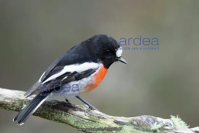 : 80201123 Scarlet Robin Bruny Island, Tasmania, Australia : 80201123 Scarlet Robin Bruny Island, Tasmania, Australia