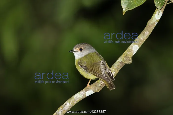 : 80201124 Pale Yellow Robin Atherton Tablelands : 80201124 Pale Yellow Robin Atherton Tablelands