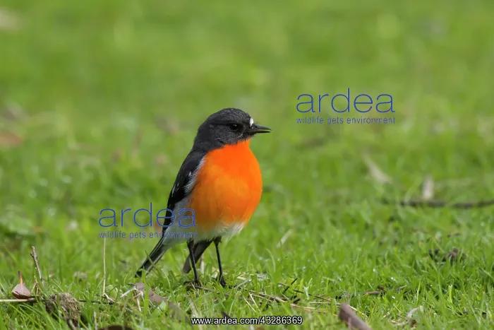 : 80201125 Flame Robin - male in meadow Bruny Island : 80201125 Flame Robin - male in meadow Bruny Island