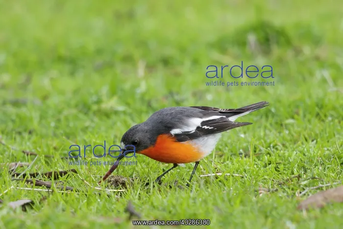 : 80201126 Flame Robin - male pulling earthworm from : 80201126 Flame Robin - male pulling earthworm from