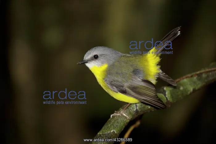 : 80201127 Eastern Yellow Robin Lamington National : 80201127 Eastern Yellow Robin Lamington National