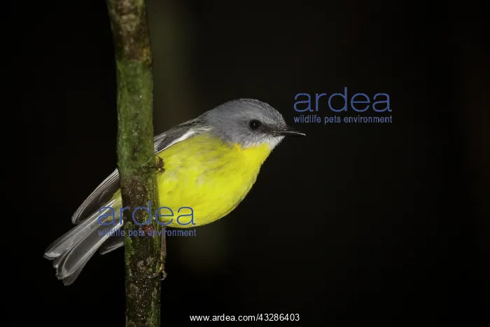 : 80201128 Eastern Yellow Robin Lamington National : 80201128 Eastern Yellow Robin Lamington National