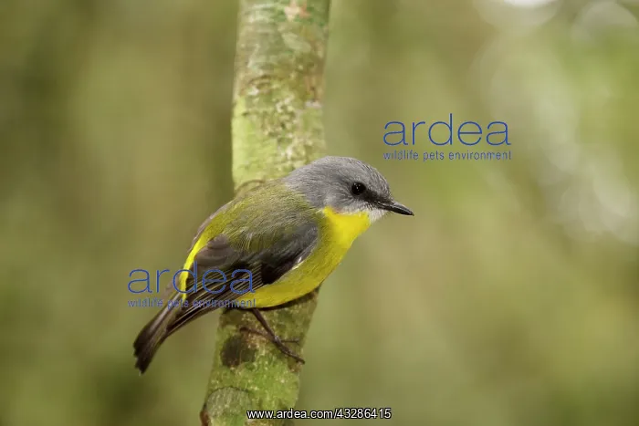 : 80201129 Eastern Yellow Robin Lamington National : 80201129 Eastern Yellow Robin Lamington National