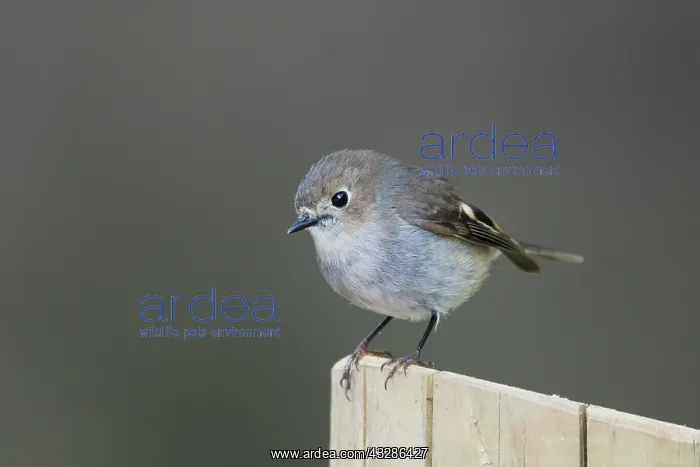 : 80201130 Dusky Robin Tasmania, Australia Melanodryas : 80201130 Dusky Robin Tasmania, Australia Melanodryas