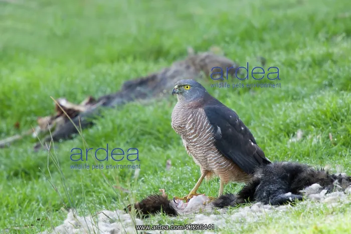 : 80201131 Brown Goshawk - feeding on dead possum : 80201131 Brown Goshawk - feeding on dead possum