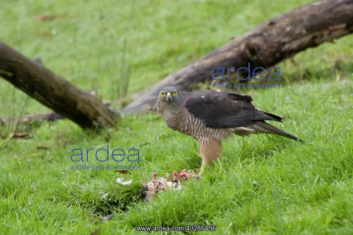 : 80201132 Brown Goshawk - feeding on dead possum : 80201132 Brown Goshawk - feeding on dead possum