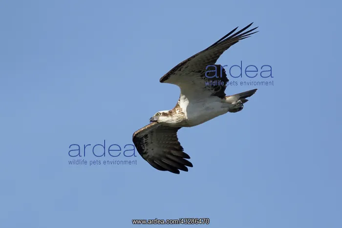 : 80201133 Eastern Osprey - in flight Gold Coast : 80201133 Eastern Osprey - in flight Gold Coast