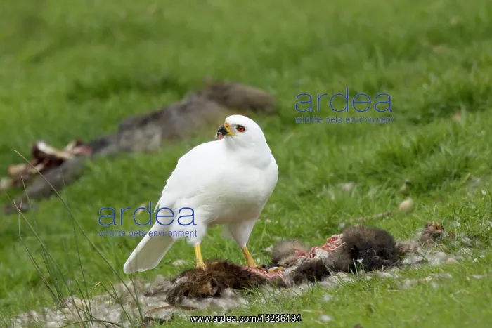 : 80201135 Grey Goshawk white morph - female feeding : 80201135 Grey Goshawk white morph - female feeding